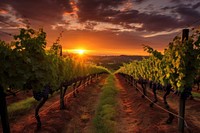 Wine vineyard outdoors sunset nature.