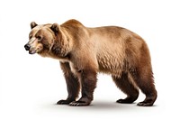 A Bear bear wildlife mammal.