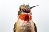 Smiling hummingbord hummingbird animal beak. AI generated Image by rawpixel.