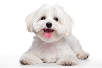 Smiling maltese dog mammal animal puppy. AI generated Image by rawpixel.