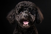 Smiling poodle animal mammal puppy. AI generated Image by rawpixel.