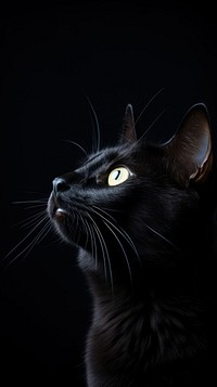  Black cat animal mammal pet. AI generated Image by rawpixel.