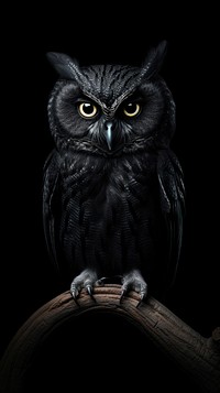  Black owl animal bird black background. AI generated Image by rawpixel.