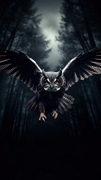  Owl flying in the sky animal black bird. 