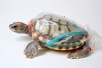 Turtle reptile plastic animal.