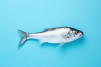 Fish seafood animal wildlife. AI generated Image by rawpixel.