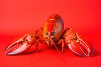 Lobster seafood animal invertebrate. AI generated Image by rawpixel.