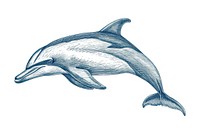 Antique of dolphin drawing sketch animal.