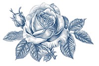 Antique of rose drawing sketch flower.