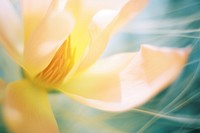 Magnolia flower motion petal. AI generated Image by rawpixel.