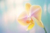 Orchid blossom flower petal. AI generated Image by rawpixel.