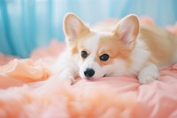 A corgi dog on a bed mammal animal puppy. AI generated Image by rawpixel.