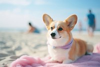 A corgi dog at the beach outdoors mammal animal. 
