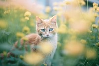 A cat in a flower graden animal mammal kitten. 