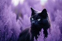 A cat purple animal mammal.