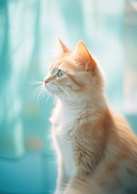 A cat animal mammal kitten. AI generated Image by rawpixel.