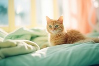 A cat sitting a bed animal mammal kitten. 