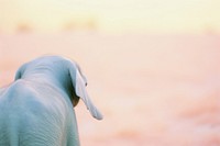 A baby elephant outdoors animal mammal. 