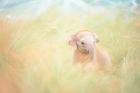 A baby elephant wildlife animal mammal. 