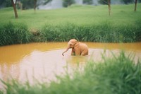 A baby elephant playing in the pond wildlife animal mammal. AI generated Image by rawpixel.