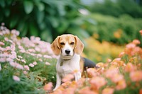 A beagle in the flower garden animal mammal hound. AI generated Image by rawpixel.