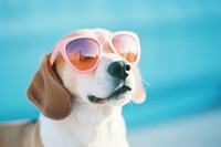A beagle wearing sunglasses animal mammal puppy. AI generated Image by rawpixel.