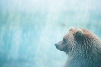 A bear wildlife mammal animal. AI generated Image by rawpixel.