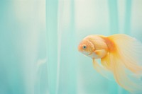 A goldfish in the tank animal pomacentridae transparent. 