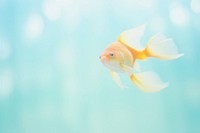 A goldfish animal motion pomacentridae. AI generated Image by rawpixel.