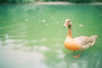A goose in the pond animal bird duck. AI generated Image by rawpixel.