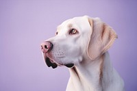 A dog animal mammal purple.