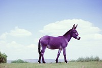 A donkey animal mammal purple.