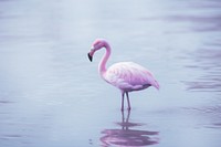 A flamingo animal beak bird.