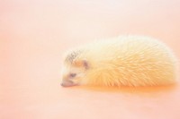 A hedgehog animal mammal rodent. AI generated Image by rawpixel.