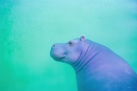 A hippo wildlife outdoors animal. AI generated Image by rawpixel.