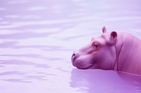 A hippo wildlife animal mammal.