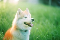A husky dog outdoors mammal animal. AI generated Image by rawpixel.