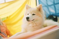 A husky dog mammal animal puppy. AI generated Image by rawpixel.