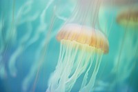 A jellyfish invertebrate transparent underwater. AI generated Image by rawpixel.