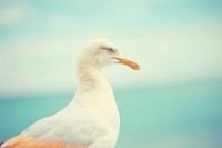 A seagull animal bird beak. AI generated Image by rawpixel.