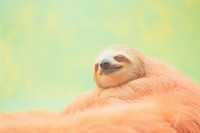 A sloth wildlife animal mammal. AI generated Image by rawpixel.