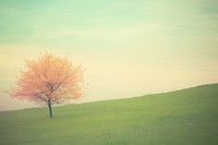A spring tree landscape grassland outdoors. AI generated Image by rawpixel.