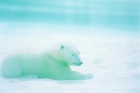 A polar bear wildlife animal mammal. AI generated Image by rawpixel.