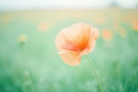 A poppy blossom flower plant. AI generated Image by rawpixel.