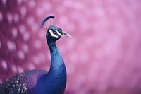 A peacock animal purple bird.