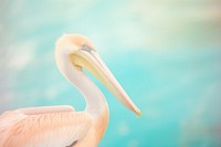A pelican animal bird beak. AI generated Image by rawpixel.