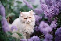 A persian cat in the flowers garden purple animal mammal.