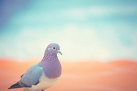 A pigeon animal bird wildlife. AI generated Image by rawpixel.