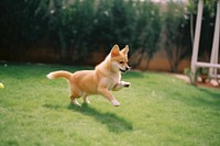 A puppy playing a ball in the backyard outdoors mammal animal. AI generated Image by rawpixel.