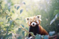 A red panda wildlife animal mammal. AI generated Image by rawpixel.